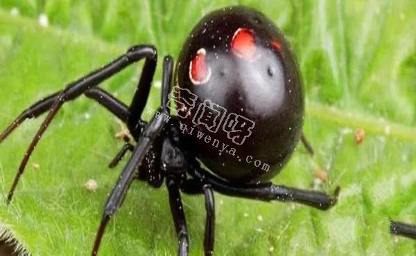 中国十大毒蜘蛛，第一名毒性超过响尾蛇（黑寡妇）