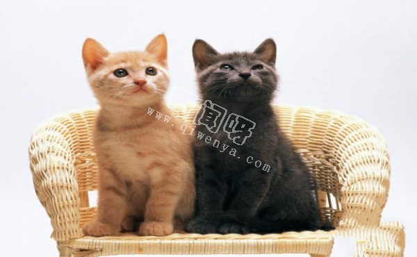 动物科普：猫形亚目包含哪些支系？
