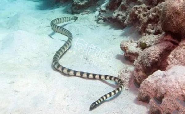 第一巨型海蛇在太平洋底出现！