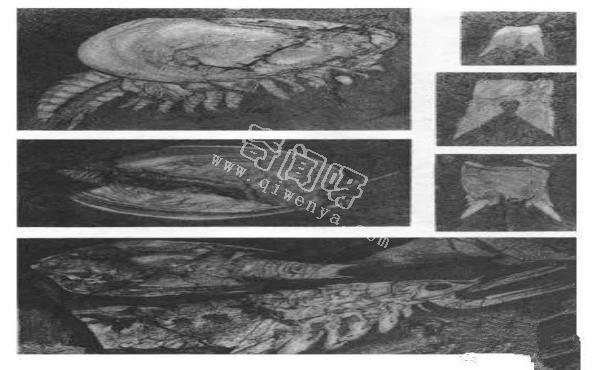 保存有寒武纪时期软体动物的伯吉斯化石,距今5亿多年