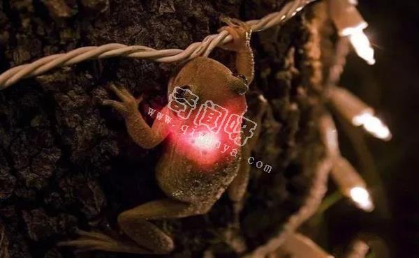 世界上最酷的十种青蛙,真心没见过几个!