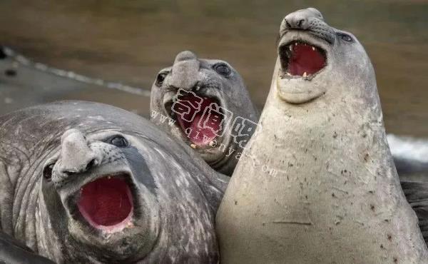 这些幽默野生动物也许是世界上最搞笑的摄影.