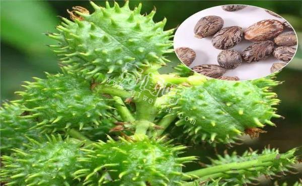 世界十大危险植物：水毒芹平均高为0.6-1.3米，可以长到1.8米高