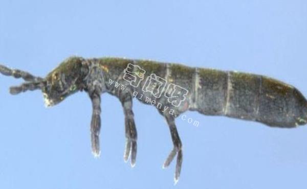 南极生活的动物有哪些?南极的10大神秘生物