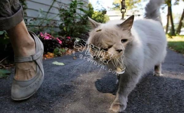 猫跳过尸体会出现“诈尸”吗？