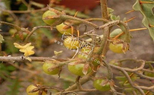 真实存在的怪异植物：“画风”太诡异