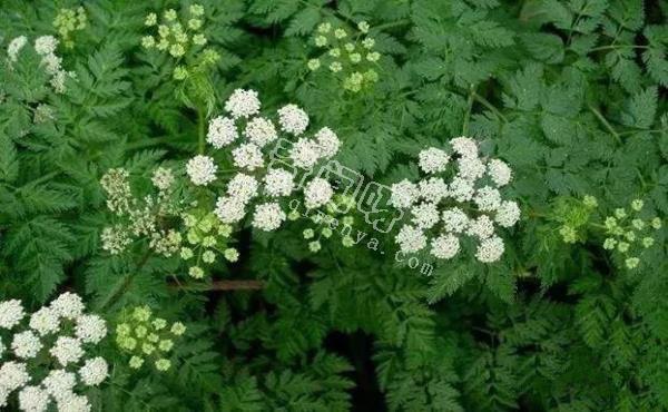 世界十大危险植物：水毒芹平均高为0.6-1.3米，可以长到1.8米高