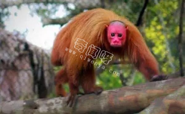 全球15大恐怖大怪兽，听说过却没有见过