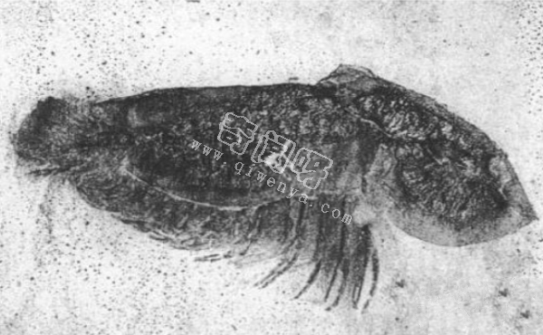 保存有寒武纪时期软体动物的伯吉斯化石,距今5亿多年