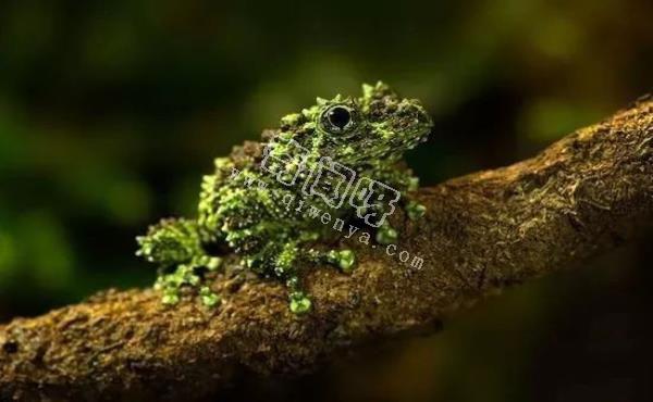 世界上最酷的十种青蛙,真心没见过几个!