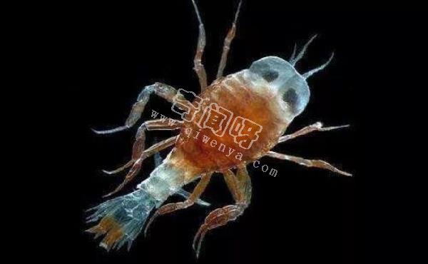 南极生活的动物有哪些?南极的10大神秘生物