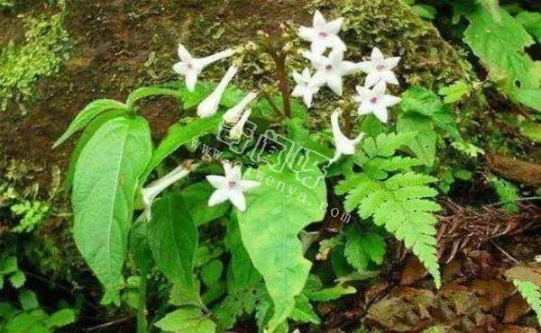 世界十大危险植物：水毒芹平均高为0.6-1.3米，可以长到1.8米高
