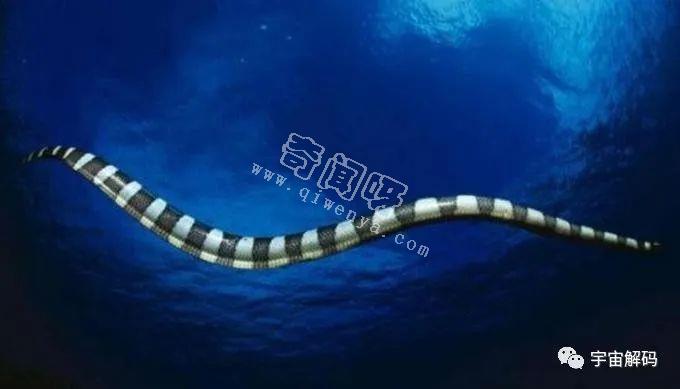 第一巨型海蛇在太平洋底出现！