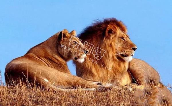 地表最强壮的十大动物 老虎狮子仅排第二第三