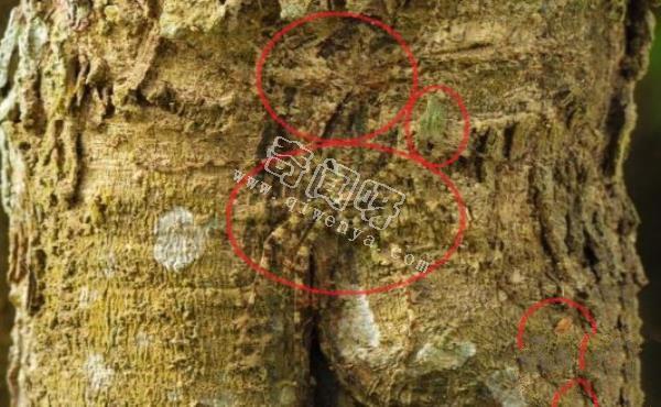 《答案公布》10张视觉图片，你能找出其中隐藏的人或者是动物吗？