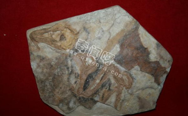 保存有寒武纪时期软体动物的伯吉斯化石,距今5亿多年