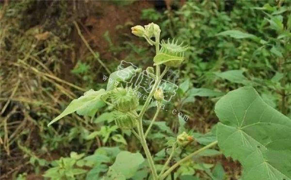 小时候常见，却叫不出名字，这些植物你们那里叫什么？