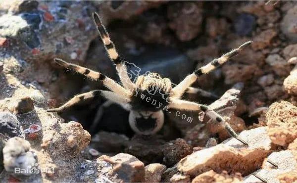 中国十大毒蜘蛛，第一名毒性超过响尾蛇（黑寡妇）