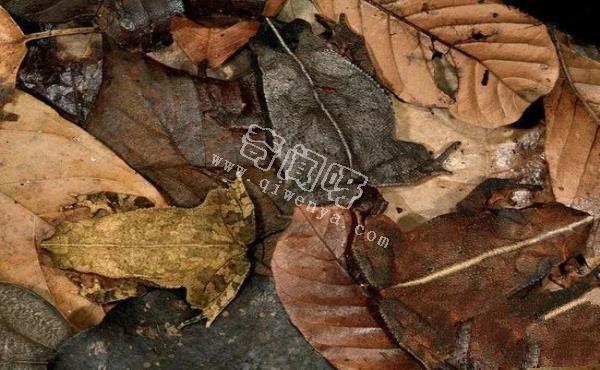 世界上最酷的十种青蛙,真心没见过几个!