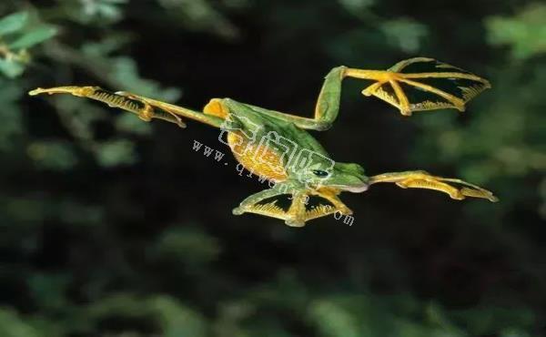 世界上最酷的十种青蛙,真心没见过几个!