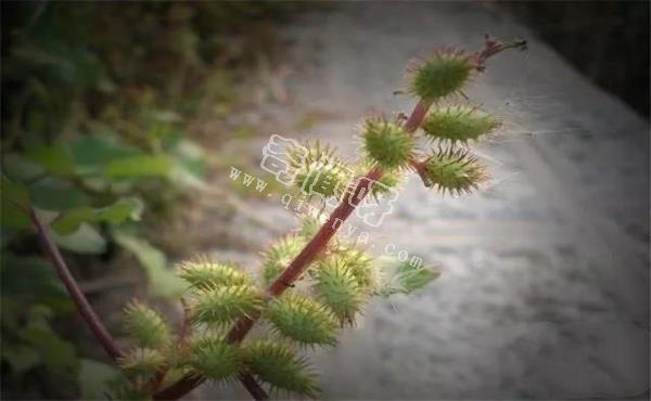 小时候常见，却叫不出名字，这些植物你们那里叫什么？