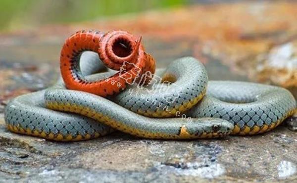 环箍蛇自食其尾,为什么自己吃自己？