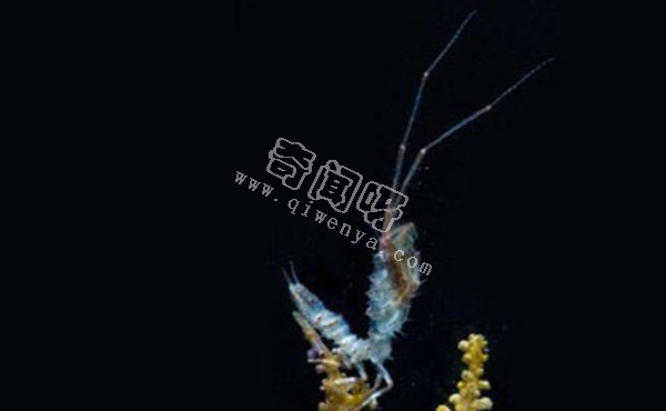 南极生活的动物有哪些?南极的10大神秘生物