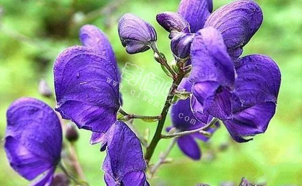 世界十大危险植物：水毒芹平均高为0.6-1.3米，可以长到1.8米高