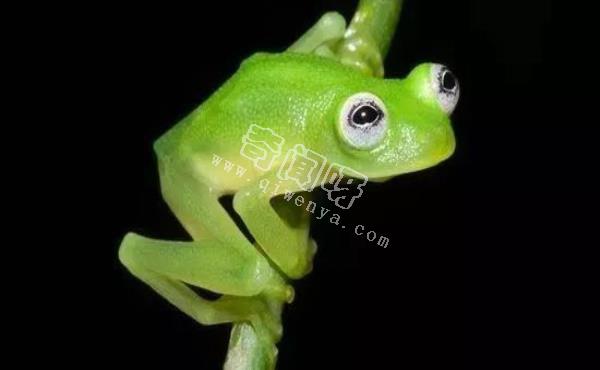 世界上最酷的十种青蛙,真心没见过几个!
