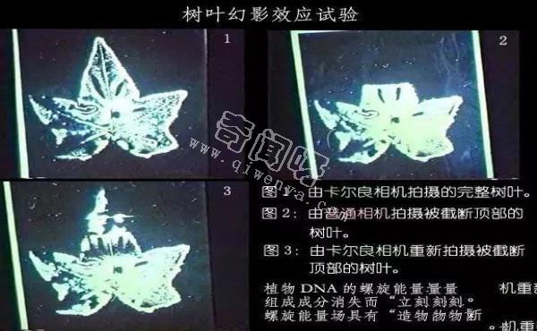 DNA幻影效应实验：DNA是“波”,“波”是DNA《中》