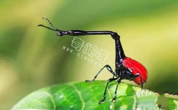 盘点全球最奇怪的十大昆虫，个个奇特！
