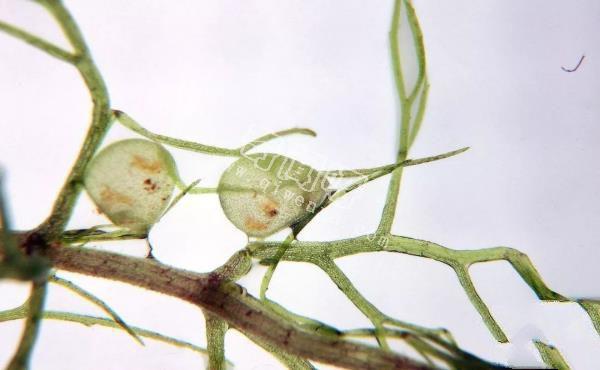 世界十大危险植物：水毒芹平均高为0.6-1.3米，可以长到1.8米高