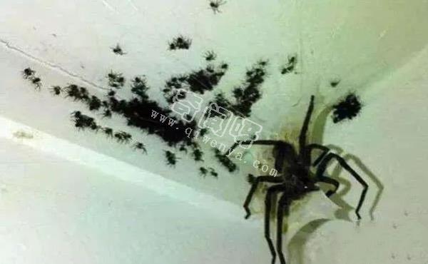 15张照片证明蜘蛛才是地球上最恐怖的生物