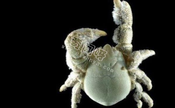 南极生活的动物有哪些?南极的10大神秘生物