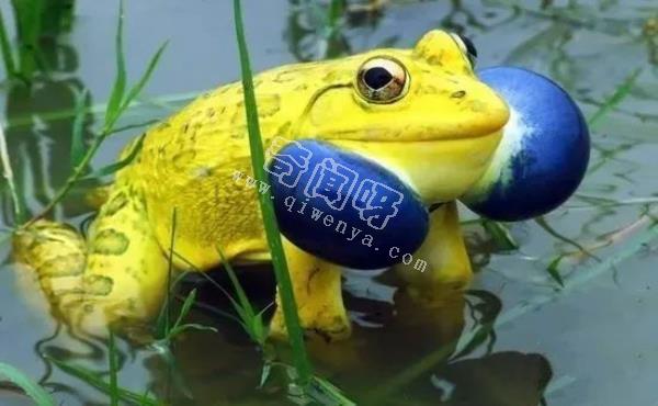 世界上最酷的十种青蛙,真心没见过几个!