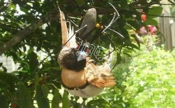 15张照片证明蜘蛛才是地球上最恐怖的生物