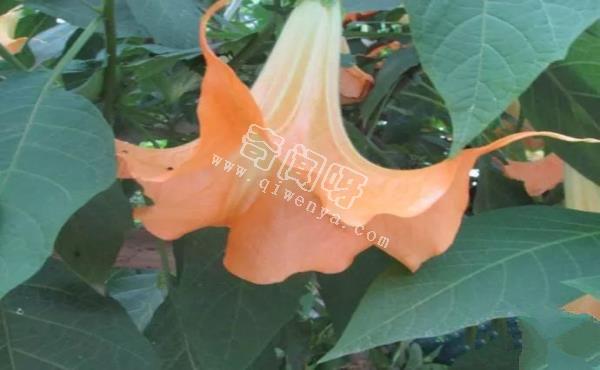 世界十大危险植物：水毒芹平均高为0.6-1.3米，可以长到1.8米高