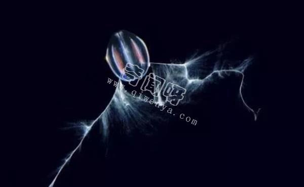 南极生活的动物有哪些?南极的10大神秘生物