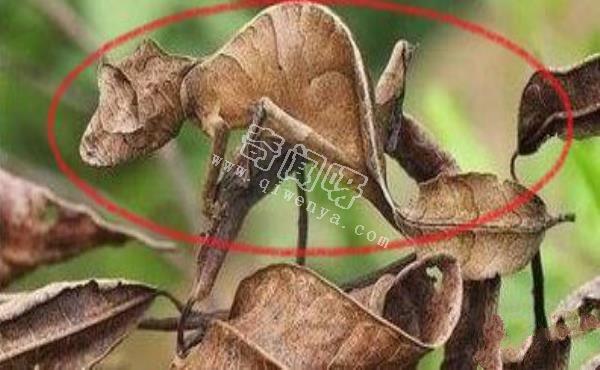 《答案公布》10张视觉图片，你能找出其中隐藏的人或者是动物吗？