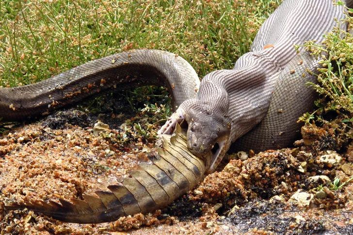 12种让你大吃一惊的奇异澳洲生物，世界最丑水滴鱼