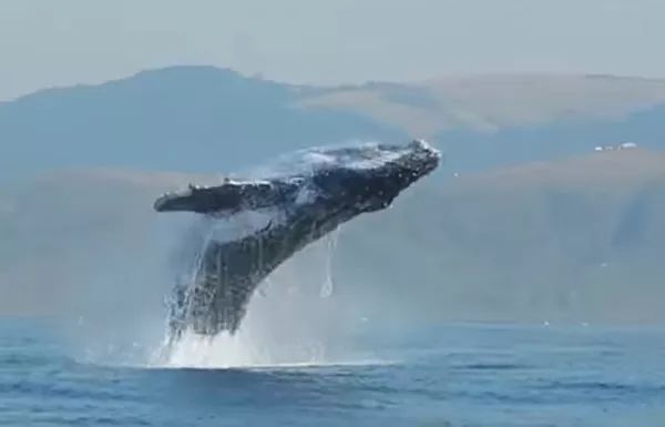海底高速公路！鲸鱼靠“火山群”当路标，沿路聚集觅食玩耍