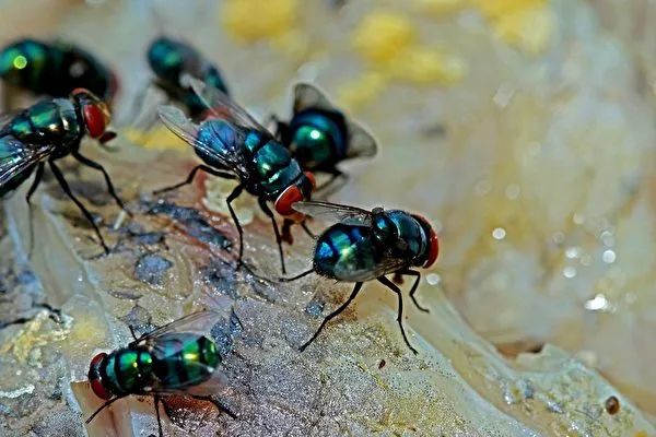 苍蝇玩虚拟现实游戏，科学家研究其导航能力