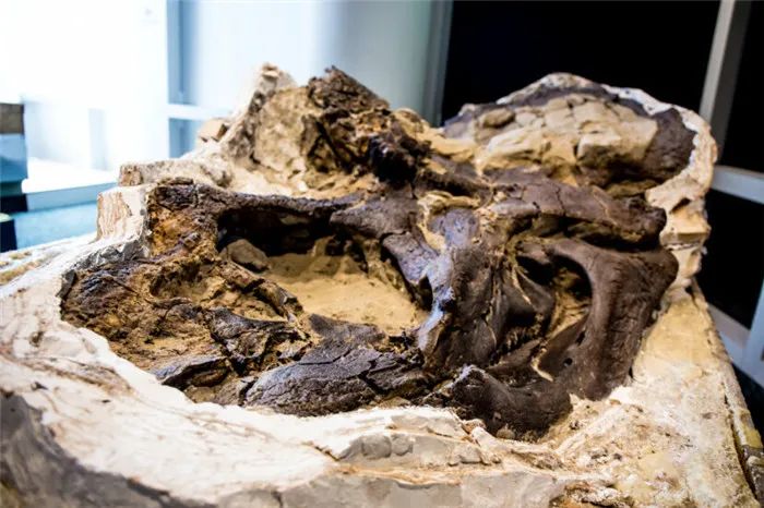 世界第一具完整霸王龙骨骼，清晰牙齿痕显现6700万年前“决斗下场”