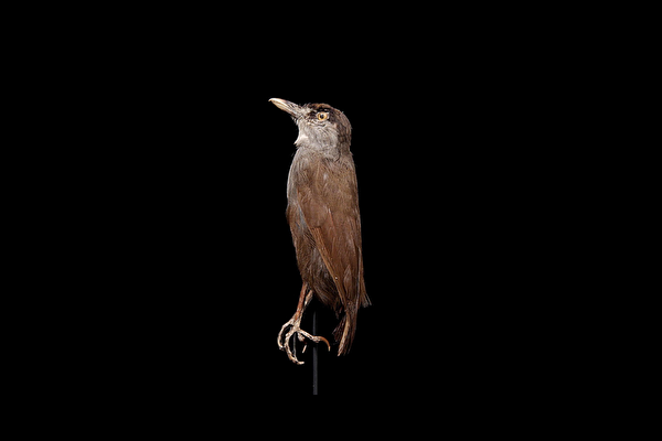 印尼罕见黑眉雅鹛，消失170多年后神秘现踪