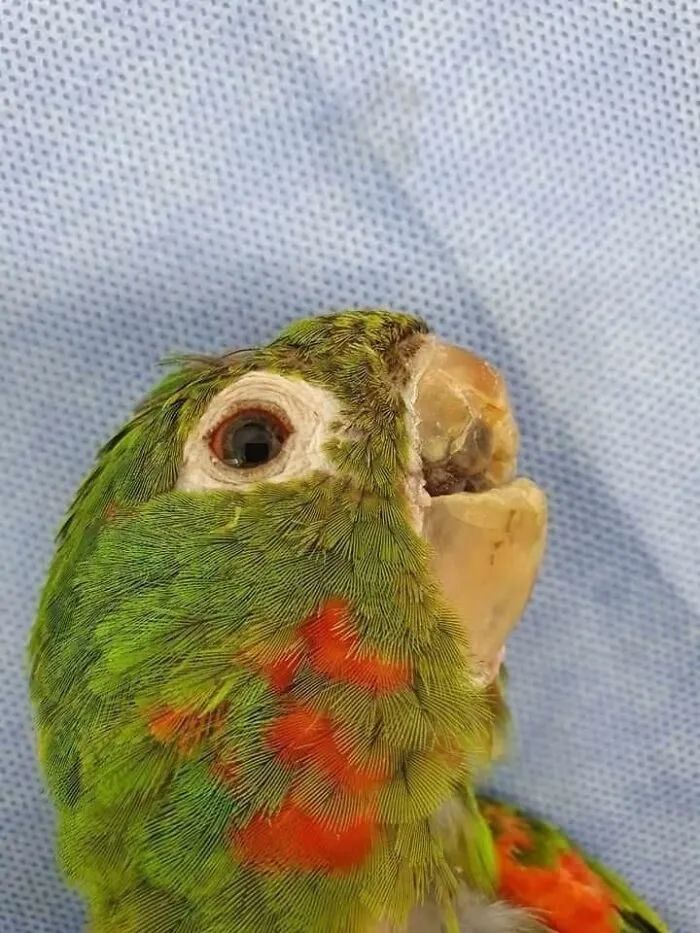 鹦鹉嘴巴不见了,重建义肢后用嘴巴走路也完全没问题!