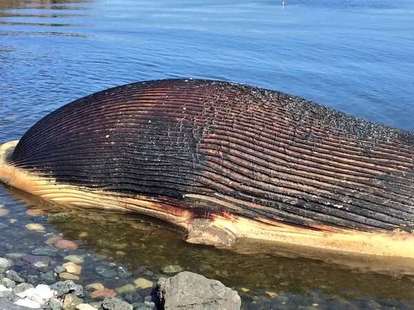 “鲸爆”尸块横飞威力有多强？专家：宛若一种生化武器