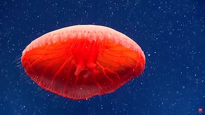 “血红水母”影片曝光，专家潜深海捕捉震撼画面，恐是未知新物种