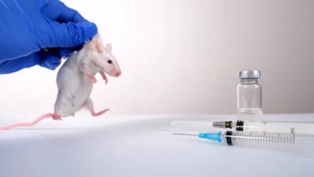 为什么实验室“小白鼠”多为雄性？