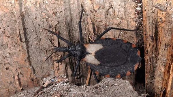 “亲吻虫”吸血后寄生虫入体，咬一下就染病，每年害死1万多人