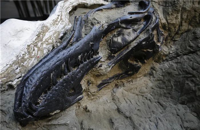 双龙死前搏斗过程完整石化，6700万年霸王龙化石首度曝光